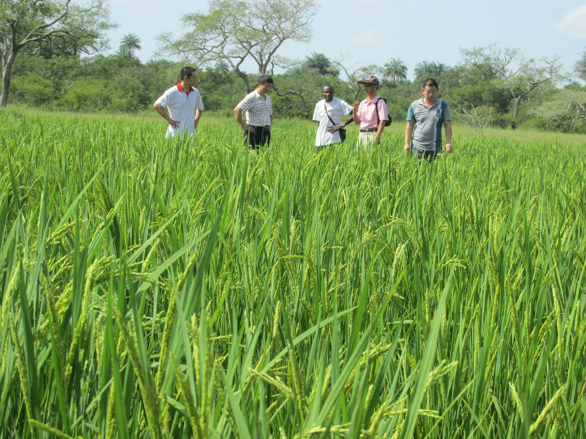 援几比农业专家赴总统家乡培训水稻种植技术中
