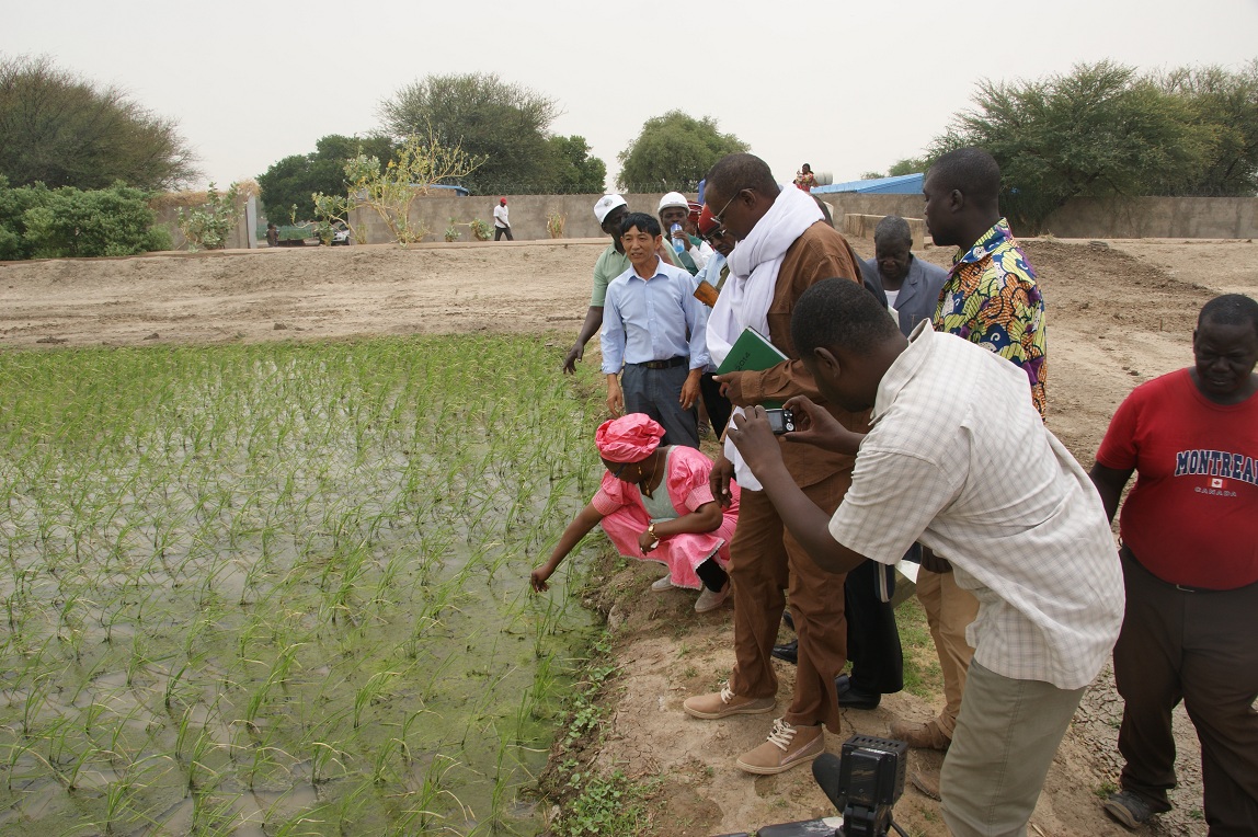 乍得农业部长参观我援乍农业组杜几亚基地中华